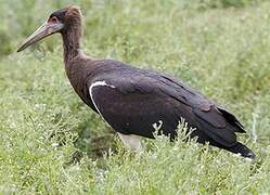 Abdim's Stork