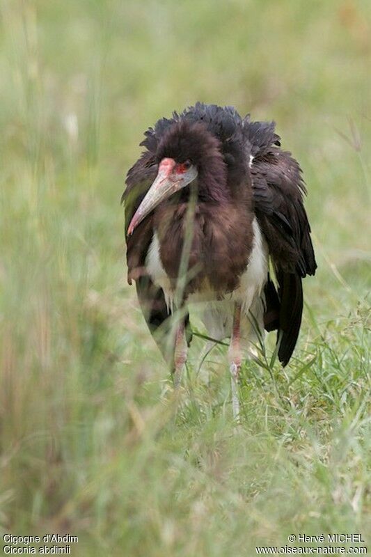 Abdim's Stork