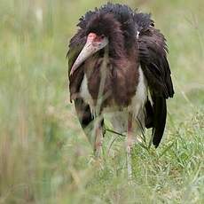 Cigogne d'Abdim