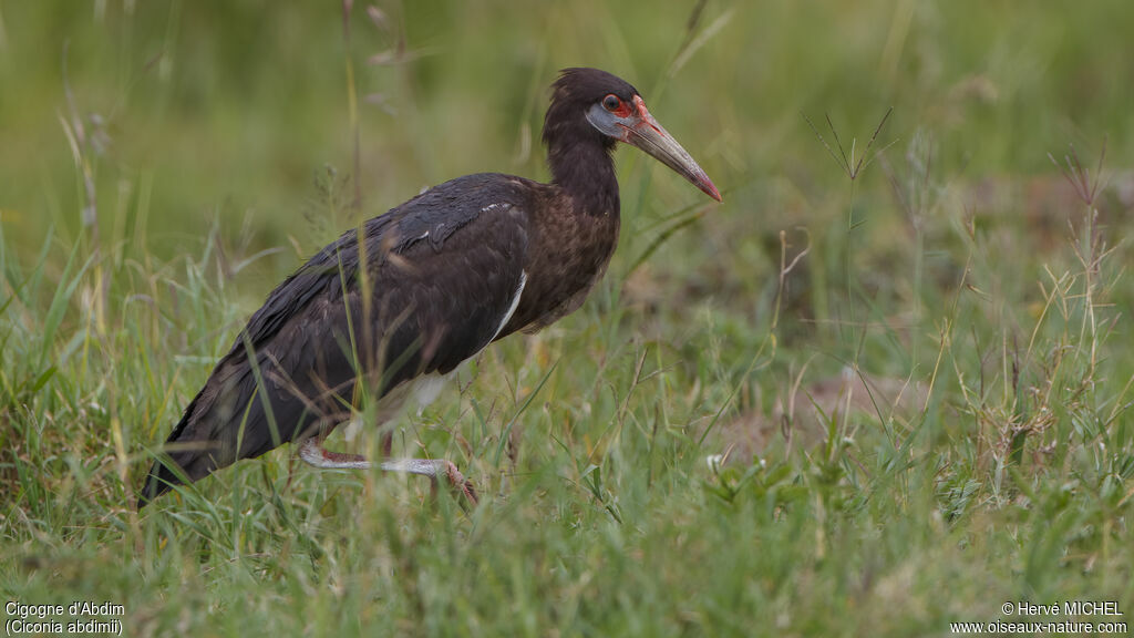 Abdim's Stork