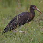 Cigogne d'Abdim