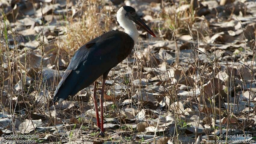 Woolly-necked Stork