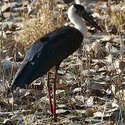 Asian Woolly-necked Stork