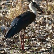 Cigogne épiscopale