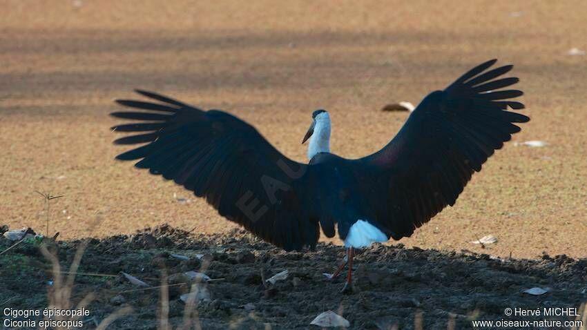 Woolly-necked Stork