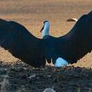 Cigogne épiscopale