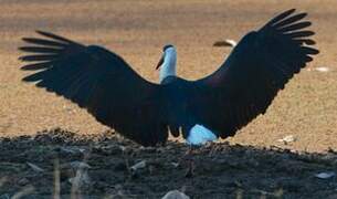 Woolly-necked Stork