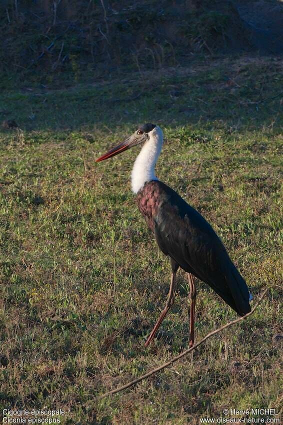 Woolly-necked Stork