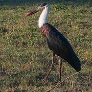 Asian Woolly-necked Stork