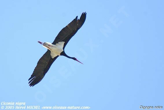 Black Stork