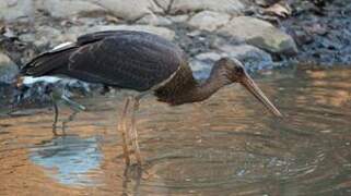 Black Stork