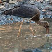 Black Stork