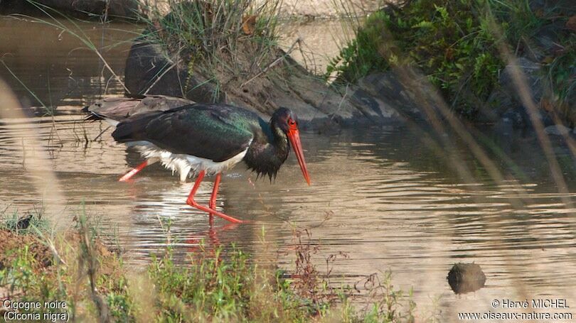 Black Storkadult