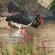 Black Stork