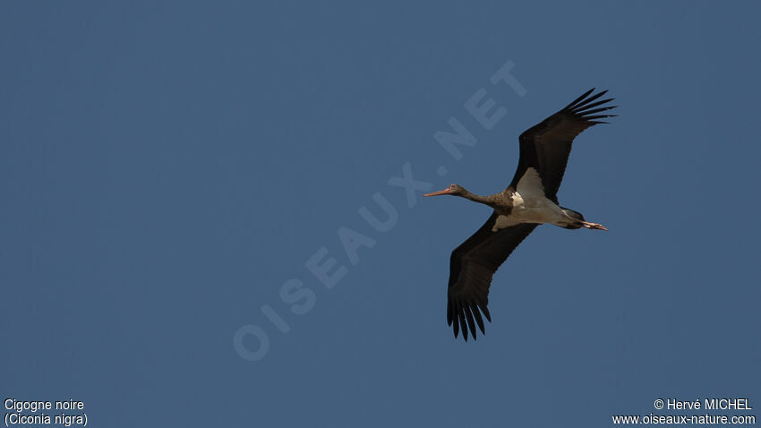 Cigogne noireadulte nuptial