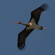 Black Stork