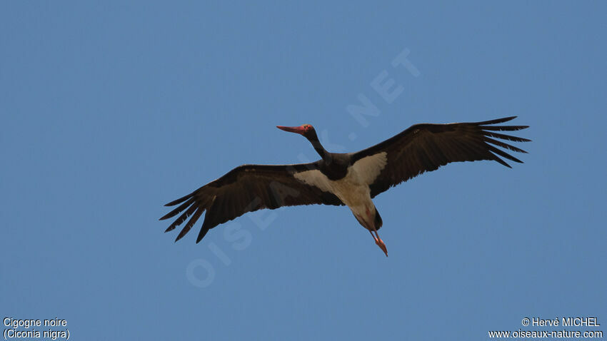 Cigogne noireadulte nuptial