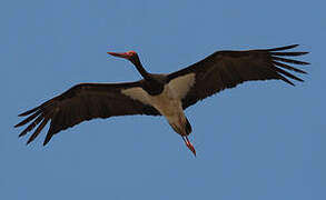 Black Stork