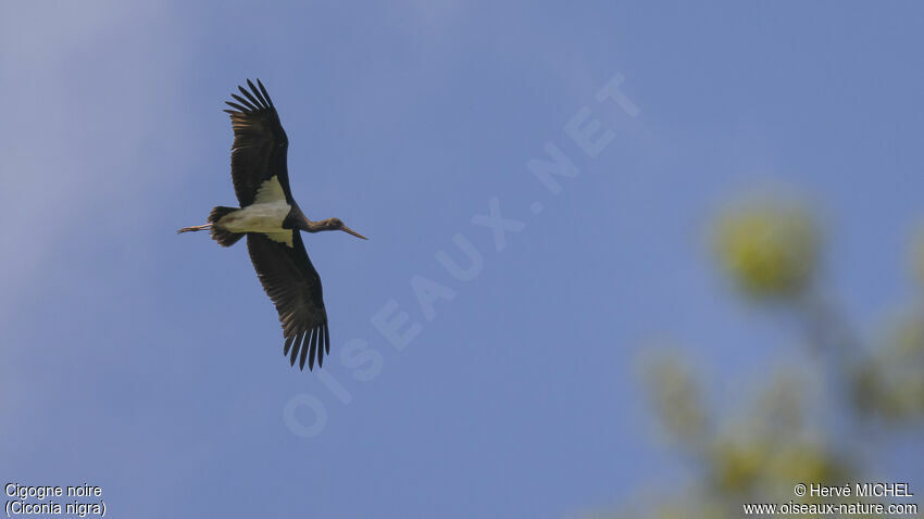 Cigogne noire