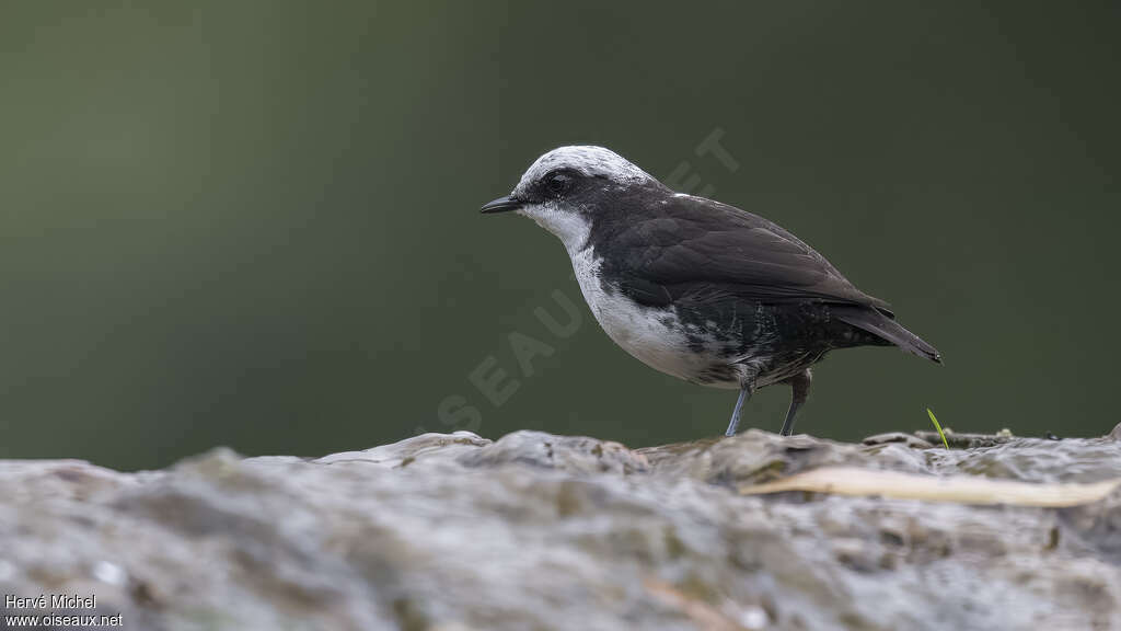 White-capped Dipperadult, identification