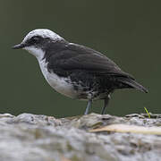 White-capped Dipper