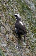 White-capped Dipper