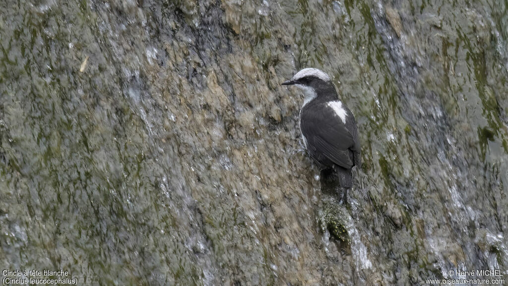 White-capped Dipper