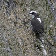 White-capped Dipper