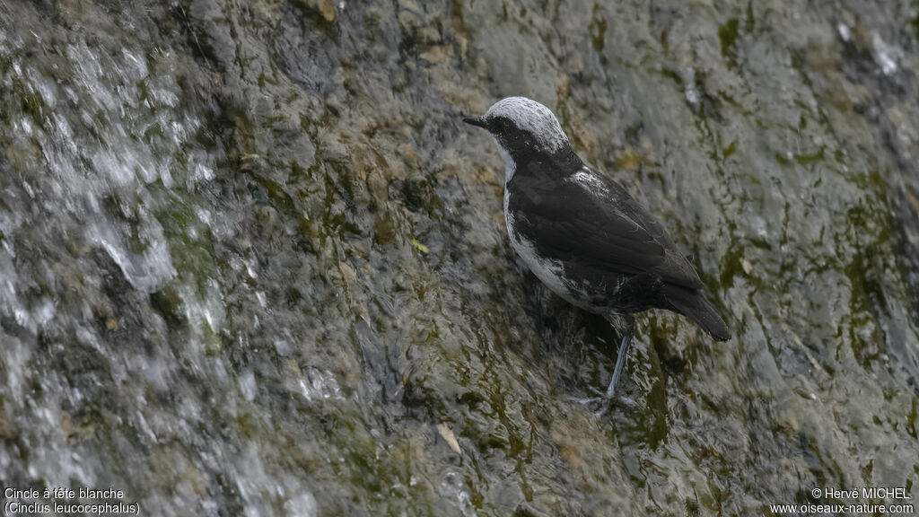 White-capped Dipper