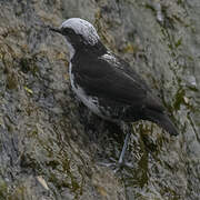 White-capped Dipper