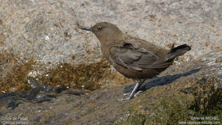 Brown Dipperadult