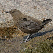 Brown Dipper