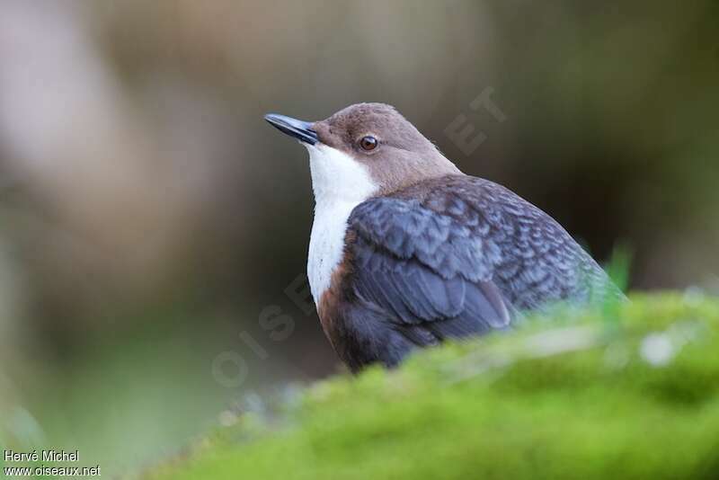 White-throated Dipper male adult breeding, close-up portrait