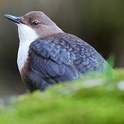 White-throated Dipper