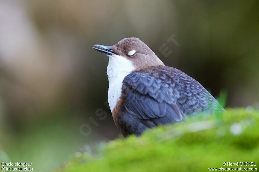 White-throated Dipper male adult breeding