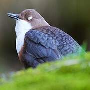 White-throated Dipper