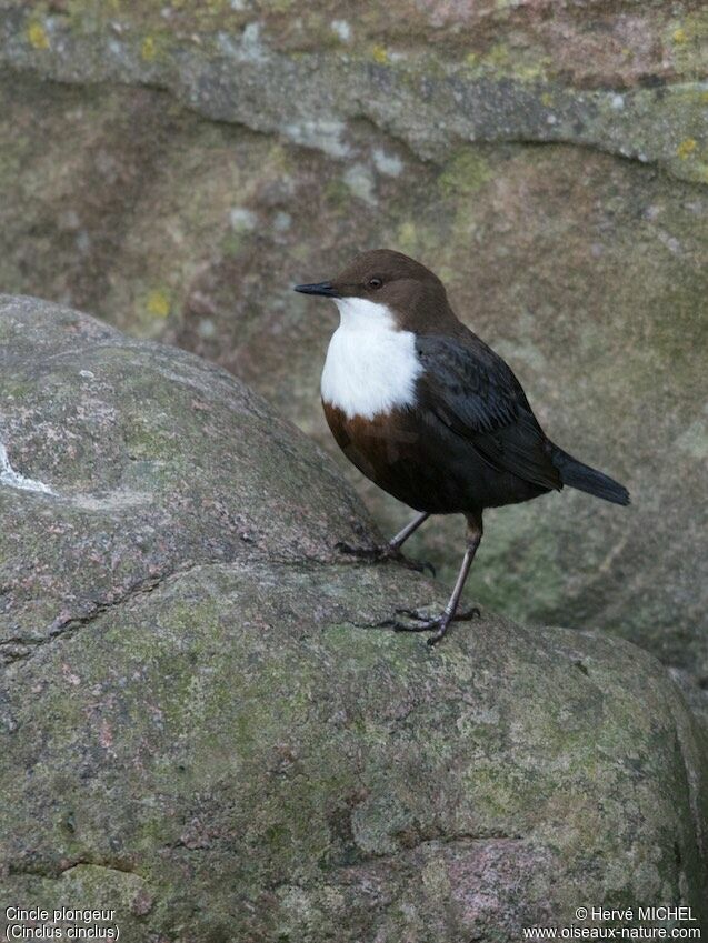 White-throated Dipper