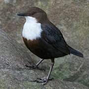 White-throated Dipper