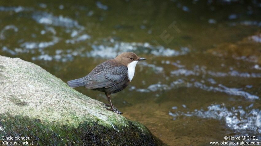 White-throated Dipper