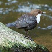 White-throated Dipper