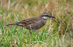 Stout-billed Cinclodes