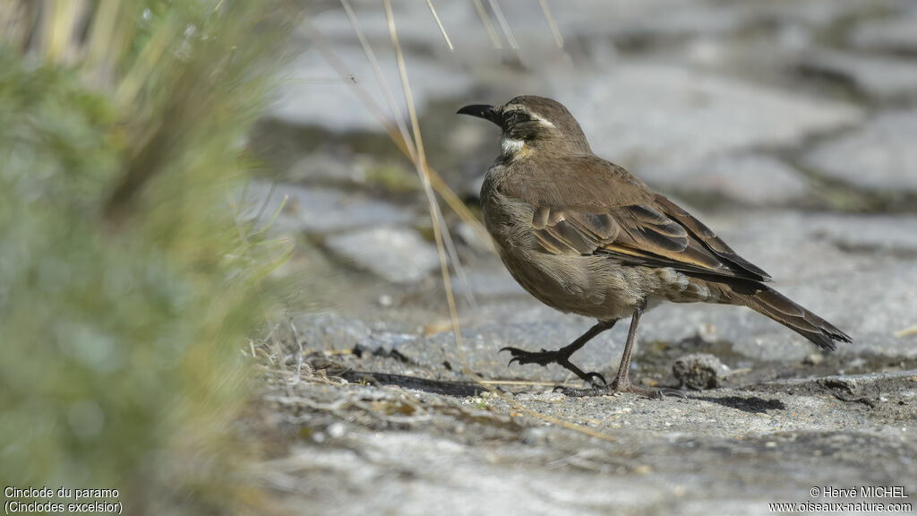 Stout-billed Cinclodes