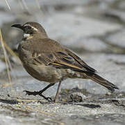 Stout-billed Cinclodes