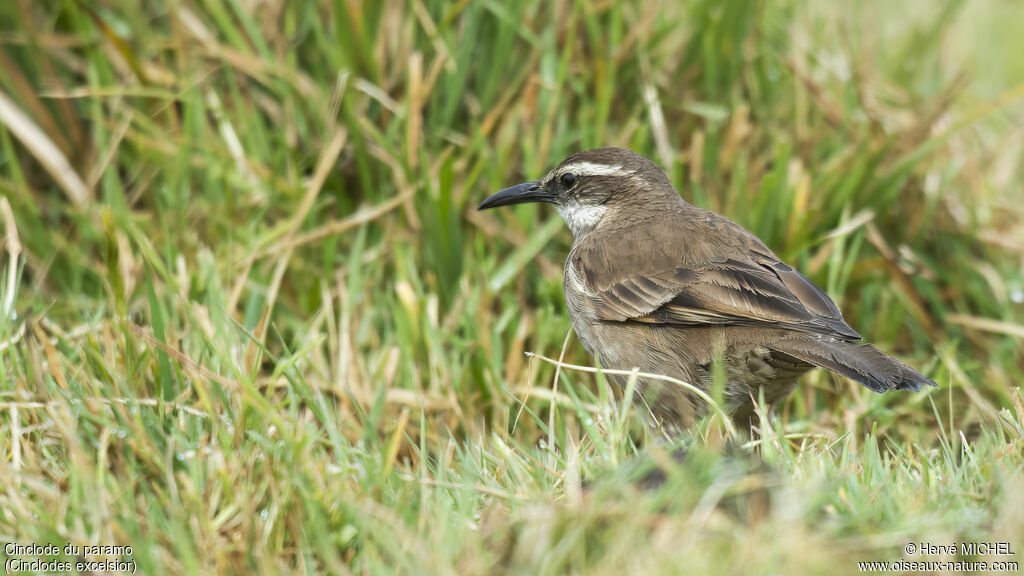 Cinclode du paramo