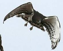 Black-chested Snake Eagle