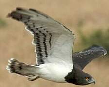 Black-chested Snake Eagle