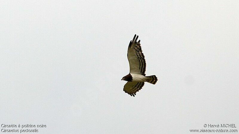 Black-chested Snake Eagle