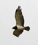 Black-chested Snake Eagle