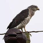 Circaète barré