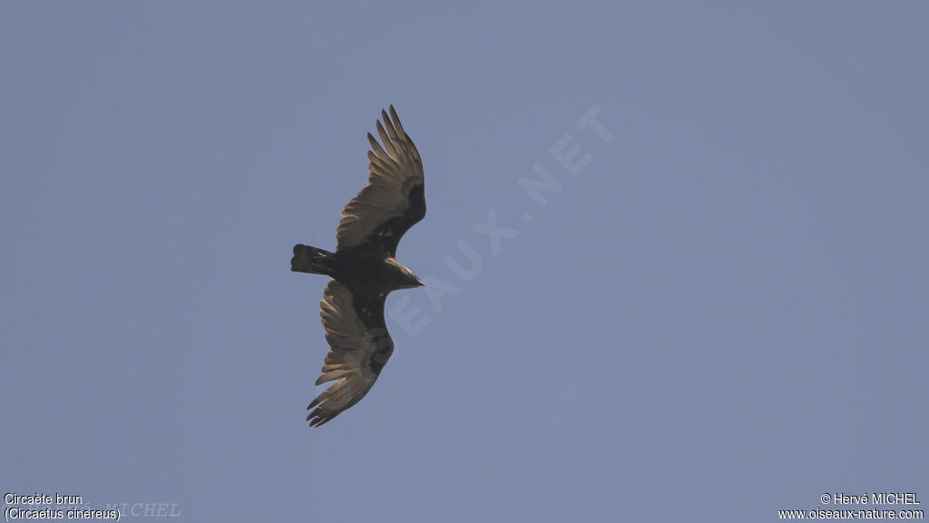 Brown Snake Eagle